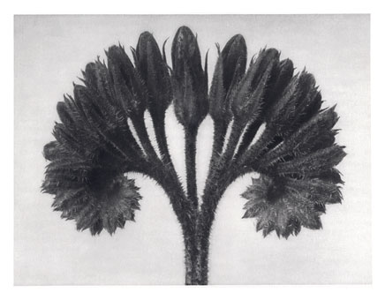 Art Forms in Nature 89 (1928) – Karl Blossfeldt Tablo