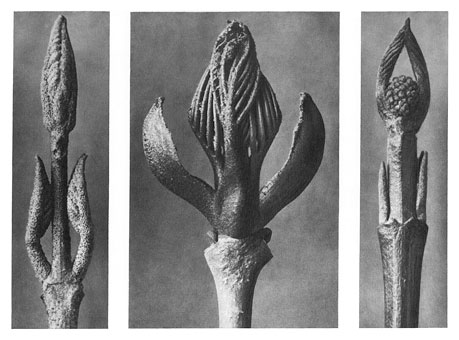 Art Forms in Nature 9 (1928) – Karl Blossfeldt Tablo