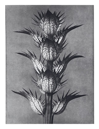 Art Forms in Nature 92 (1928) - Karl Blossfeldt Tablo