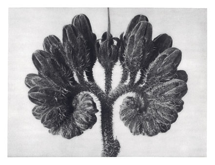 Art Forms in Nature 93 (1928) – Karl Blossfeldt Tablo
