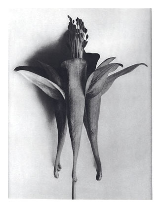 Art Forms in Nature 95 (1928) – Karl Blossfeldt Tablo