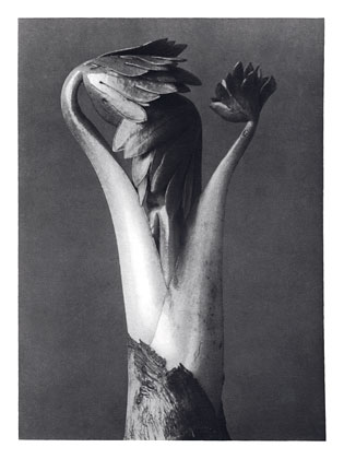 Art Forms in Nature 96 (1928) - Karl Blossfeldt Tablo