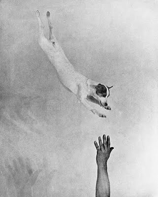 Jumping Fox Terrier (1930) - Martin Munkácsi Tablo