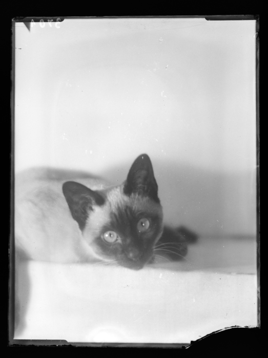 Siamese cat (1930) - Martin Munkácsi Tablo