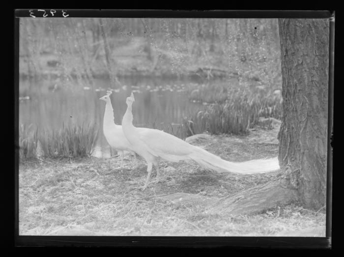 Two peacocks (1936) - Martin Munkácsi Tablo