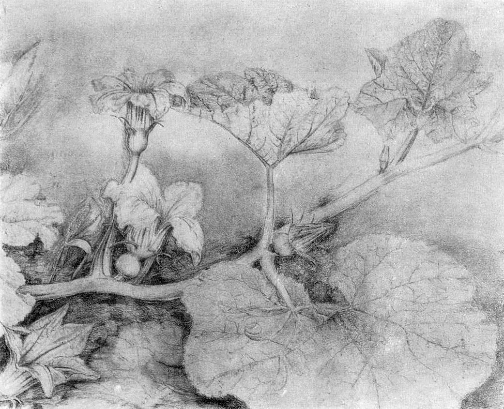 Pumpkin bloom (1950) - Kateryna Bilokur Tablo