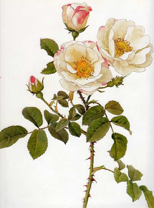 Rosa damascena rubrotincta (1914) – Alfred Parsons Tablo