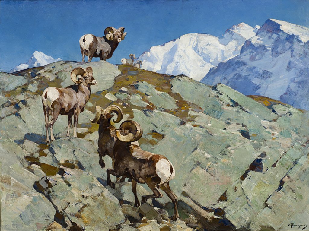 Alarmed (Big Horn Rocky Mountain Sheep) - Carl Rungius Tablo