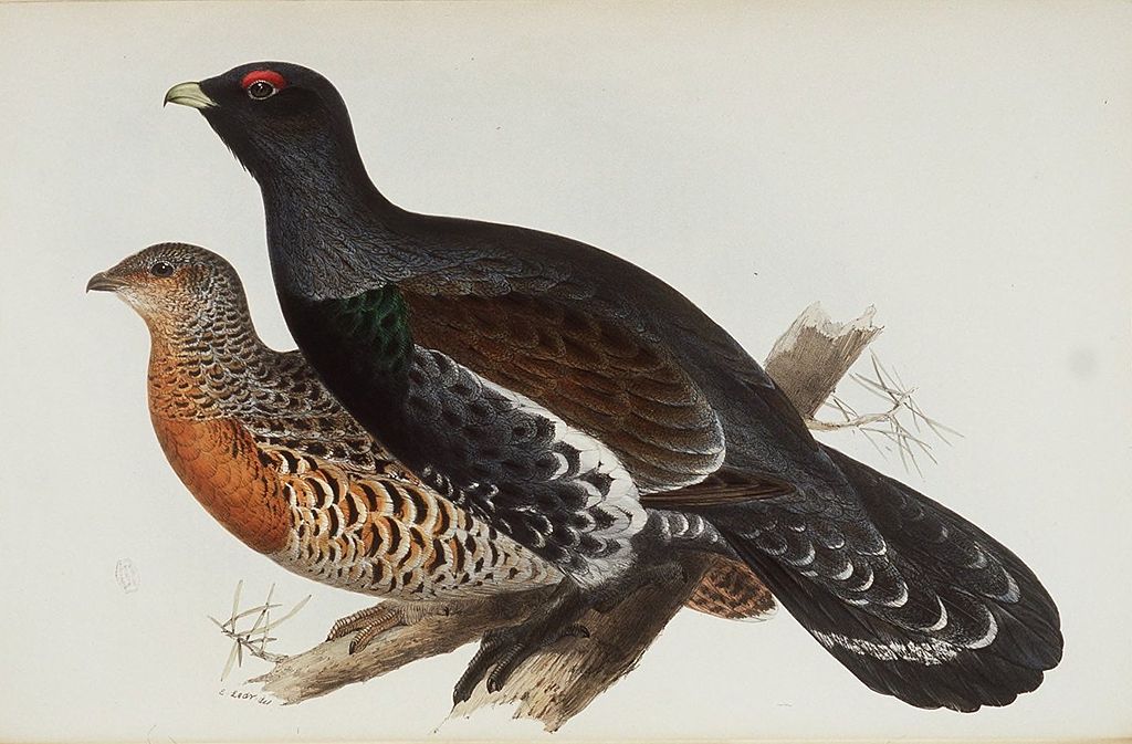 Capercaillie or Cock of the Wood - Edward Lear Tablo
