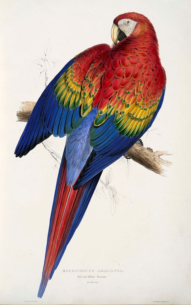 Macrocercus aracanga (Ara macao) - Edward Lear Tablo
