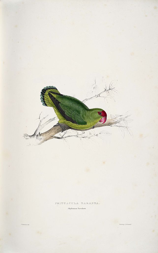 Psittacula taranta. Abyssinian parrakeet (Abyssinian Lovebird) - Edward Lear Tablo