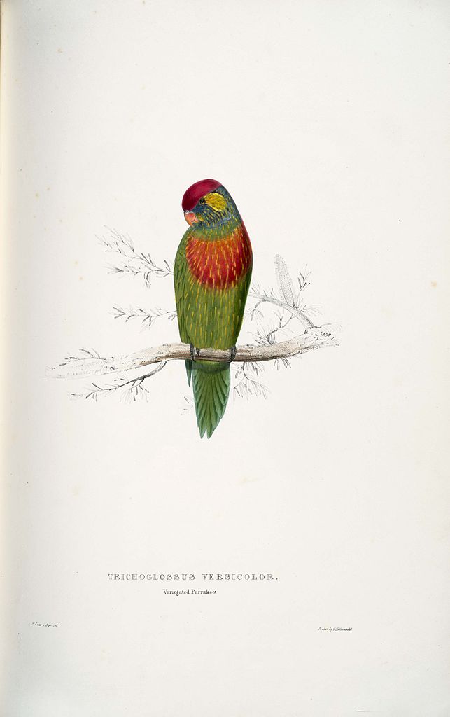 Psitteuteles versicolor (1832) - Edward Lear Tablo