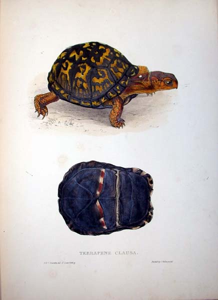 Terrapene clausa - Edward Lear Tablo