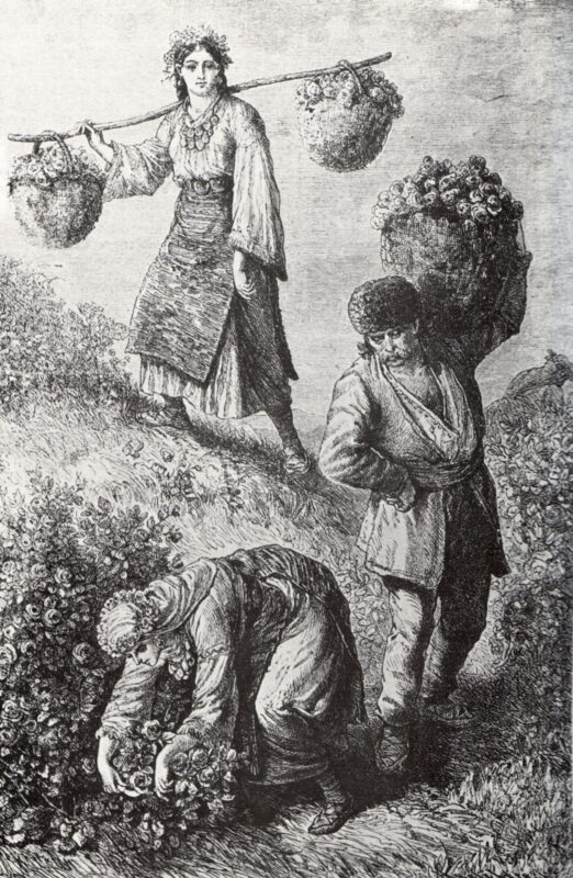 Rose Picking in Bulgaria (1870) - Felix Philipp Kanitz Tablo