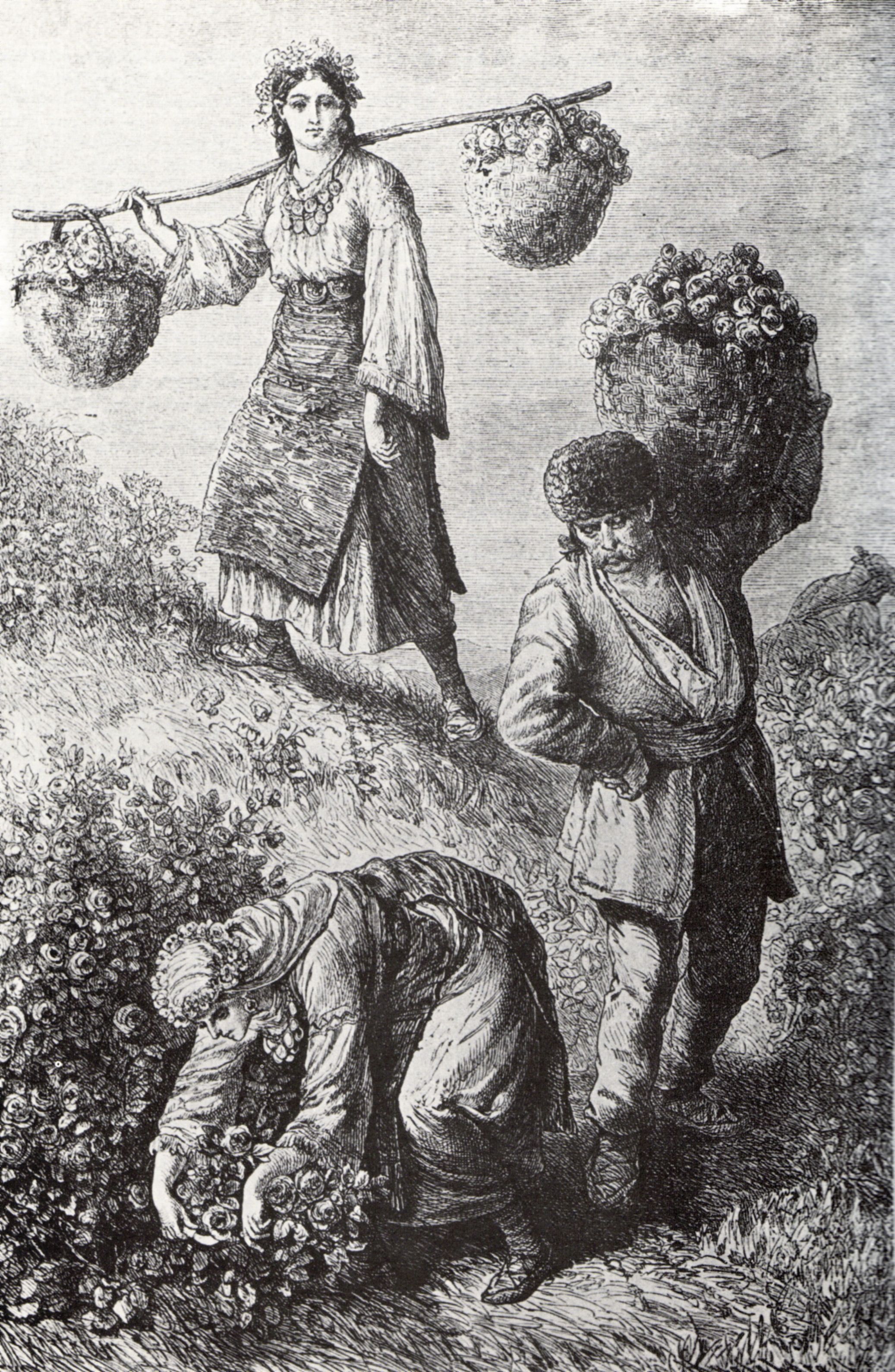 Rose Picking in Bulgaria (1870) - Felix Philipp Kanitz Tablo