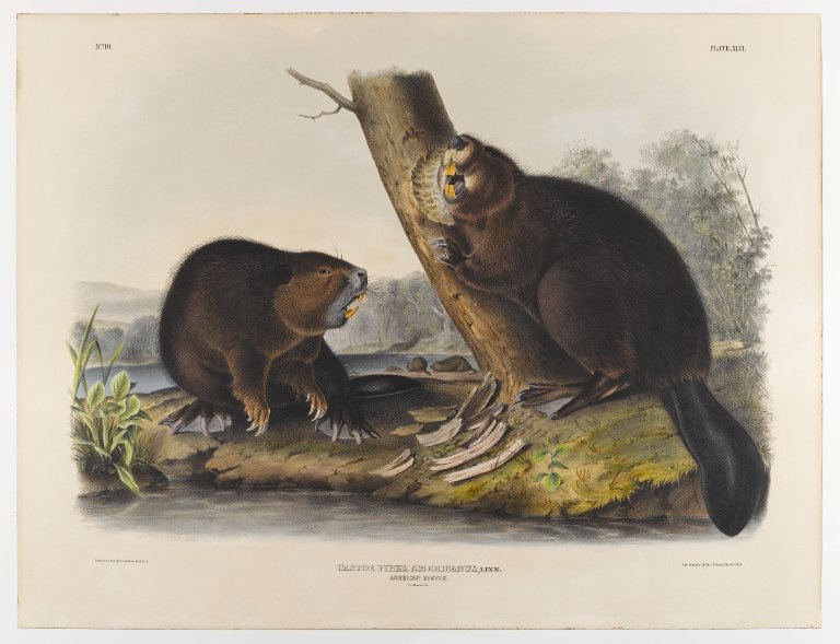 American Beaver (1844) John James Audubon tablo - Dekolata