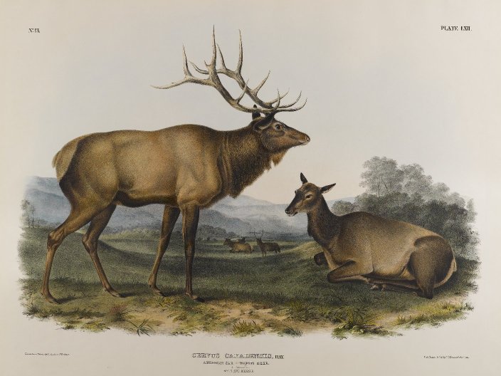 American Elk (1845) John James Audubon tablo - Dekolata