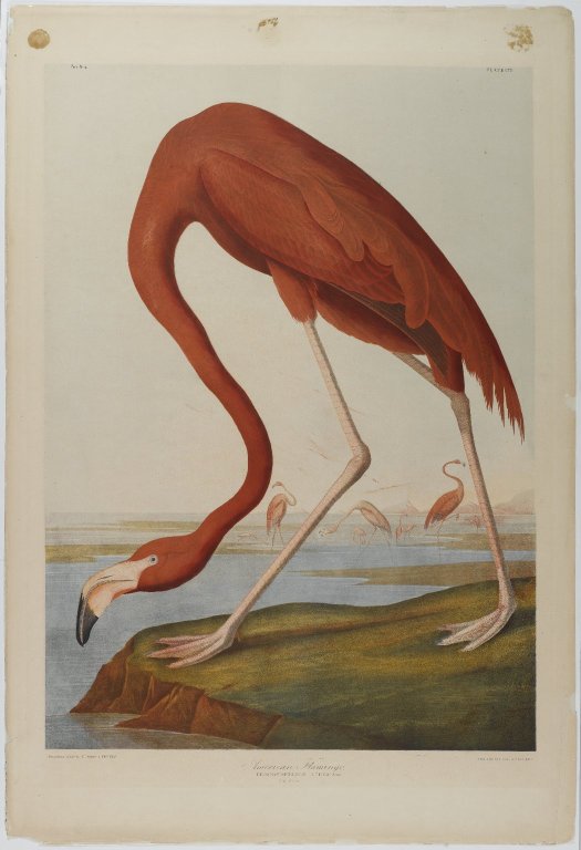 American Flamingo (1864) John James Audubon tablo - Dekolata