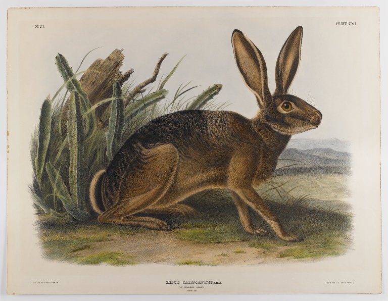 California Hare (1847) John James Audubon tablo - Dekolata