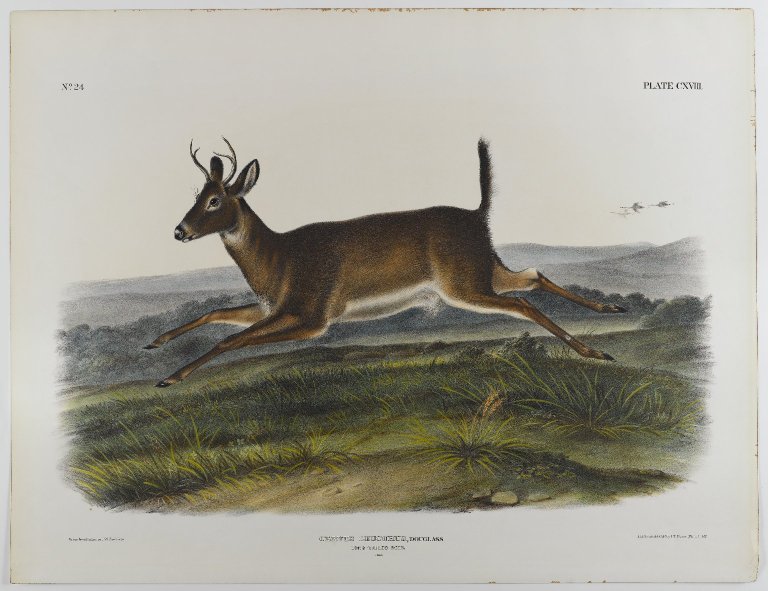 Long Tailed Deer (1847) John James Audubon tablo - Dekolata