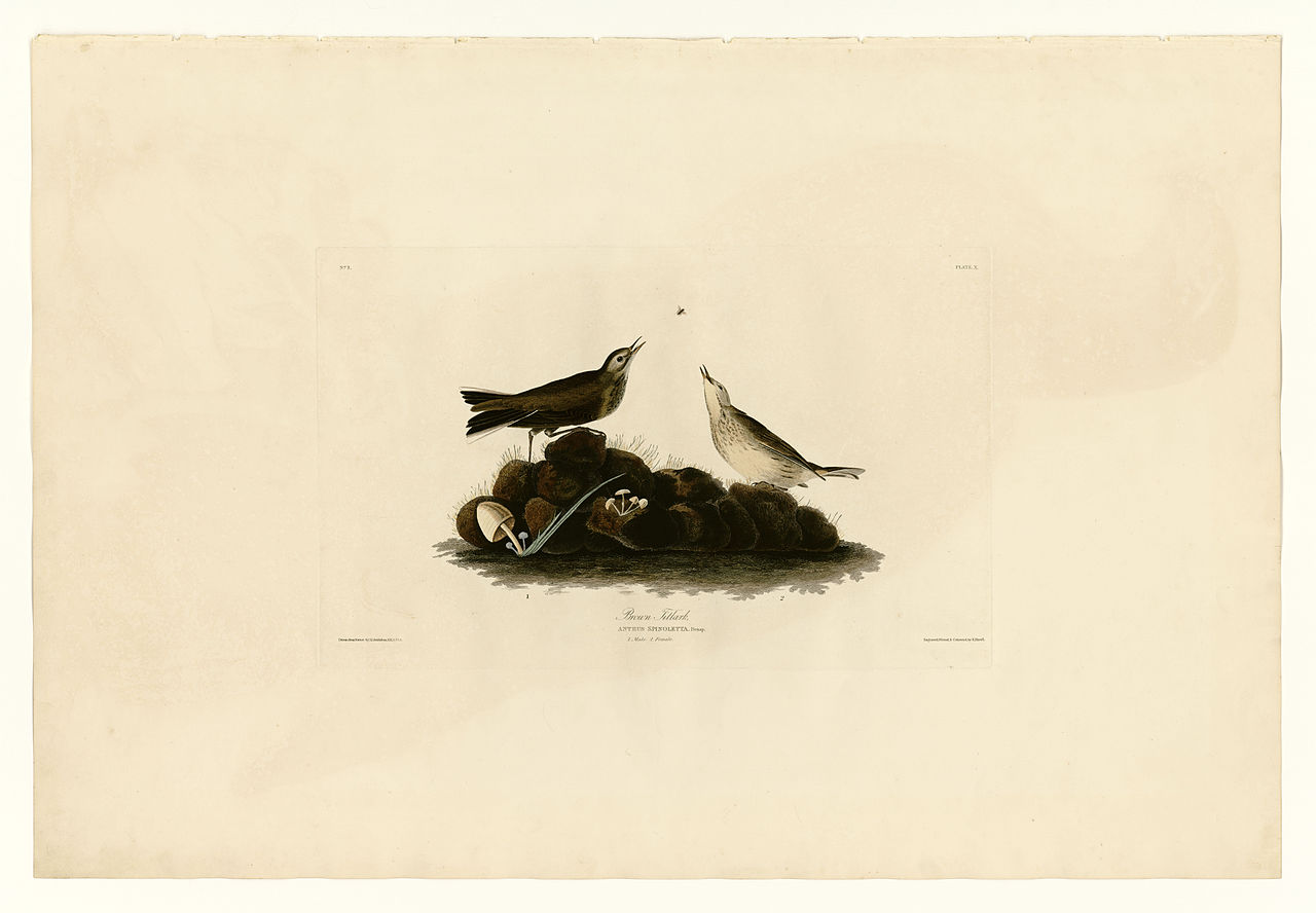 Plate 10. Brown Titlark John James Audubon tablo - Dekolata