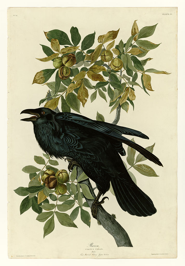 Plate 101 Raven John James Audubon tablo - Dekolata