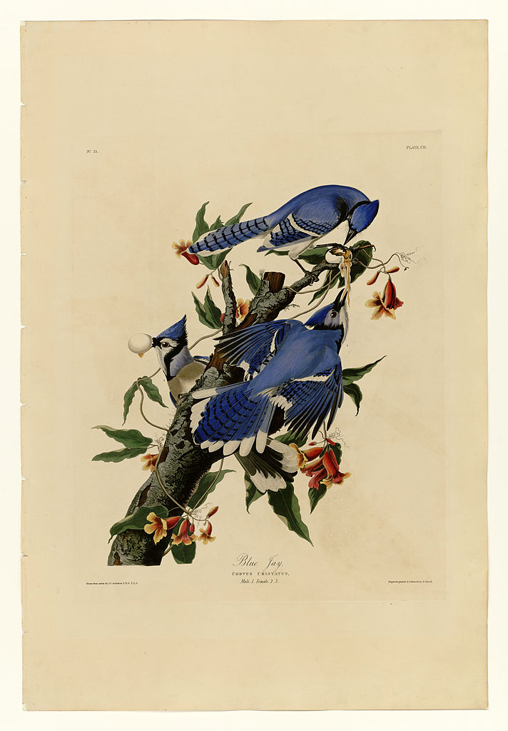 Plate 102 Blue Jay John James Audubon tablo - Dekolata