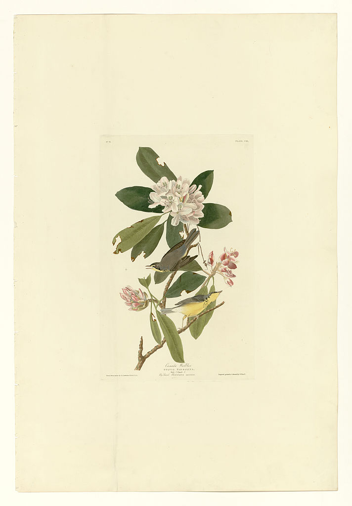 Plate 103 Canada Warbler John James Audubon tablo - Dekolata