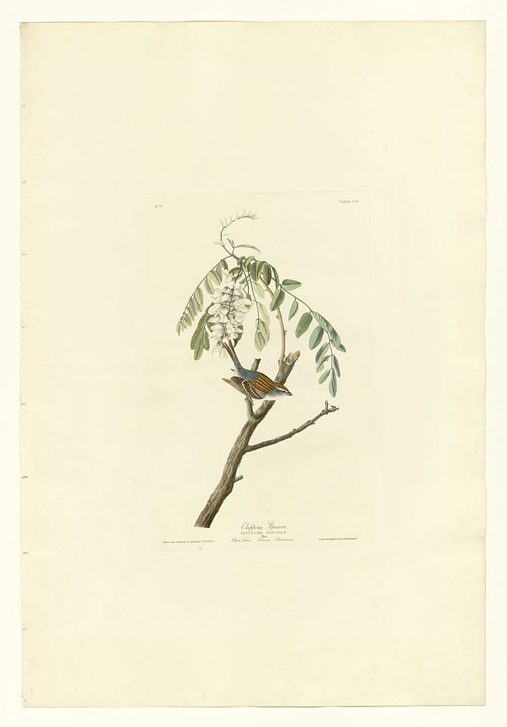 Plate 104 Chipping Sparrow John James Audubon tablo - Dekolata