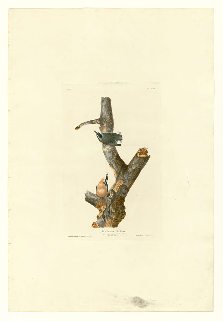Plate 105 Red breasted Nuthatch John James Audubon tablo - Dekolata