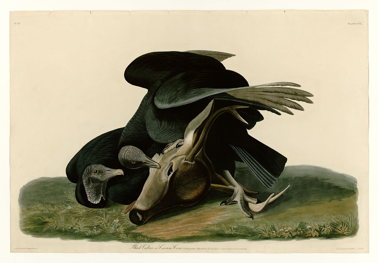 Plate 106 Black Vulture or Carrion Crow – John James Audubon Tablo