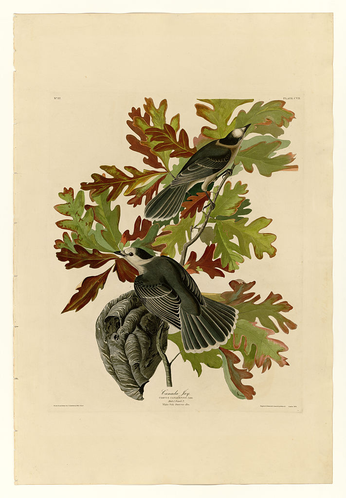 Plate 107 Canada Jay John James Audubon tablo - Dekolata
