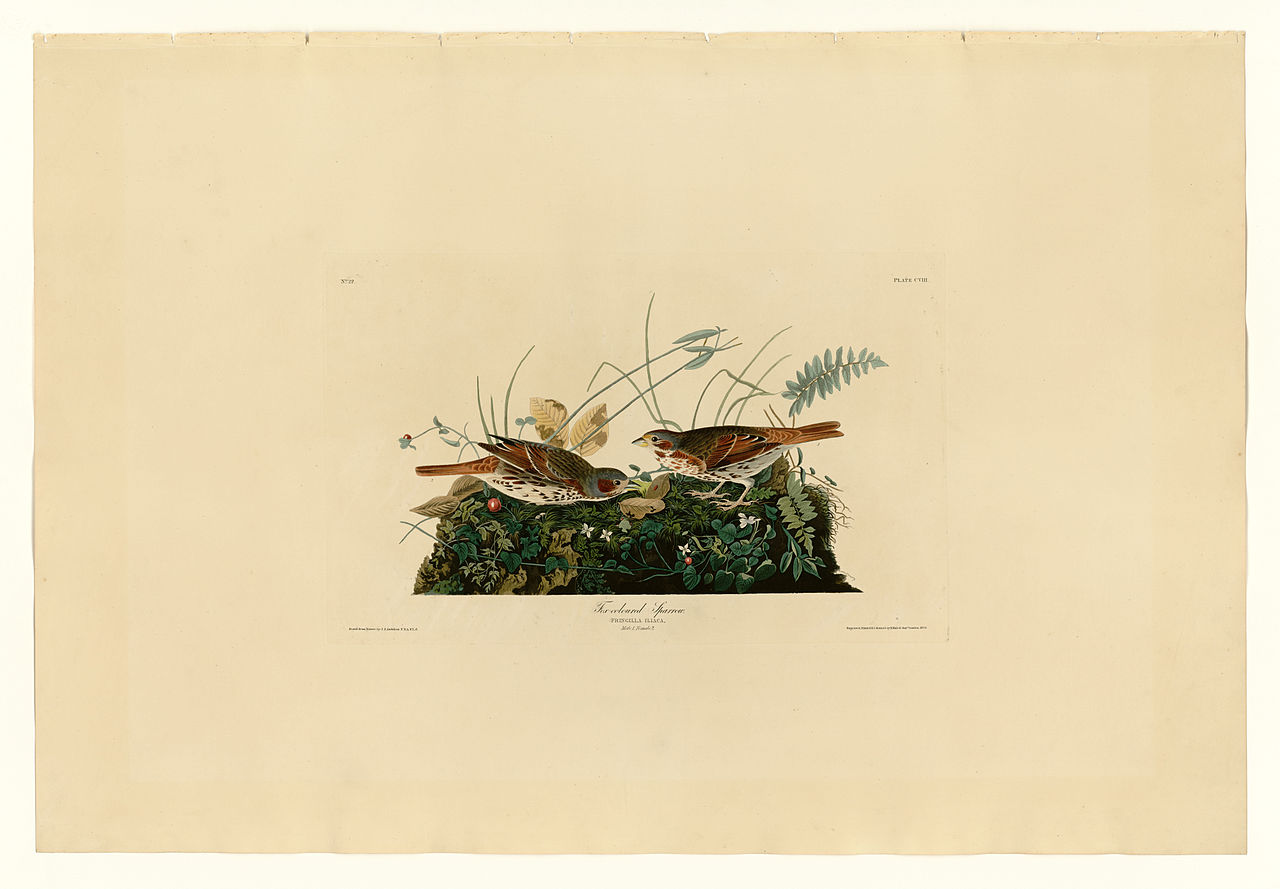 Plate 108 Fox coloured Sparrow – John James Audubon Tablo