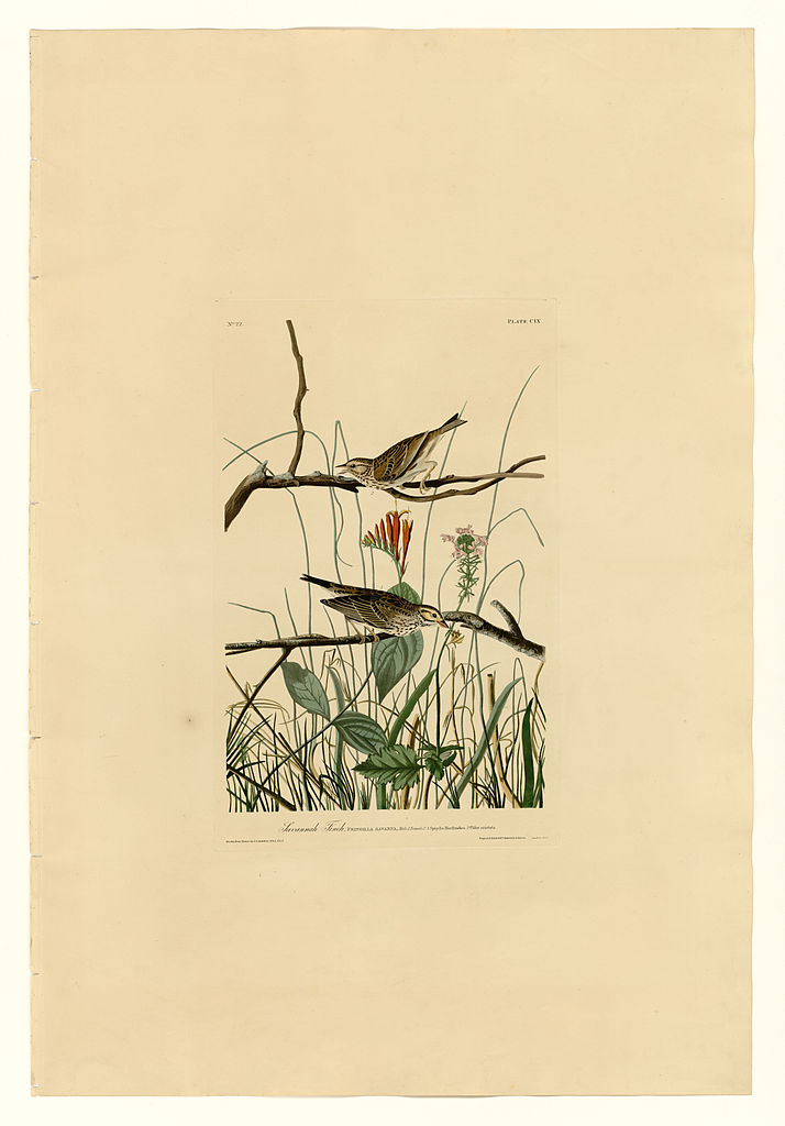 Plate 109 Savannah Finch John James Audubon tablo - Dekolata