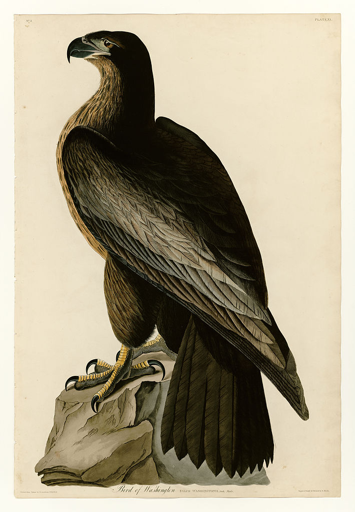 Plate 11. Bird of Washington John James Audubon tablo - Dekolata