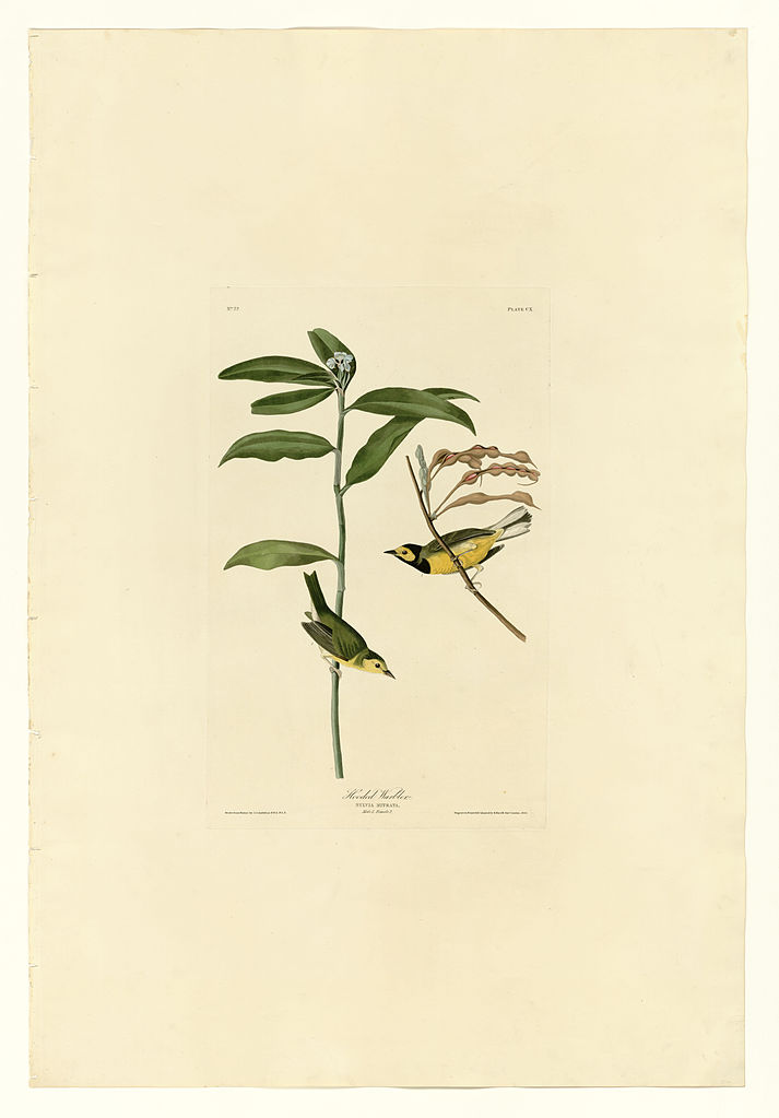 Plate 110 Hooded Warbler John James Audubon tablo - Dekolata