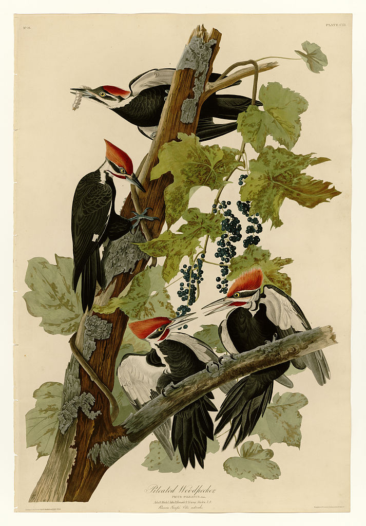 Plate 111 Pileated Woodpecker – John James Audubon Tablo