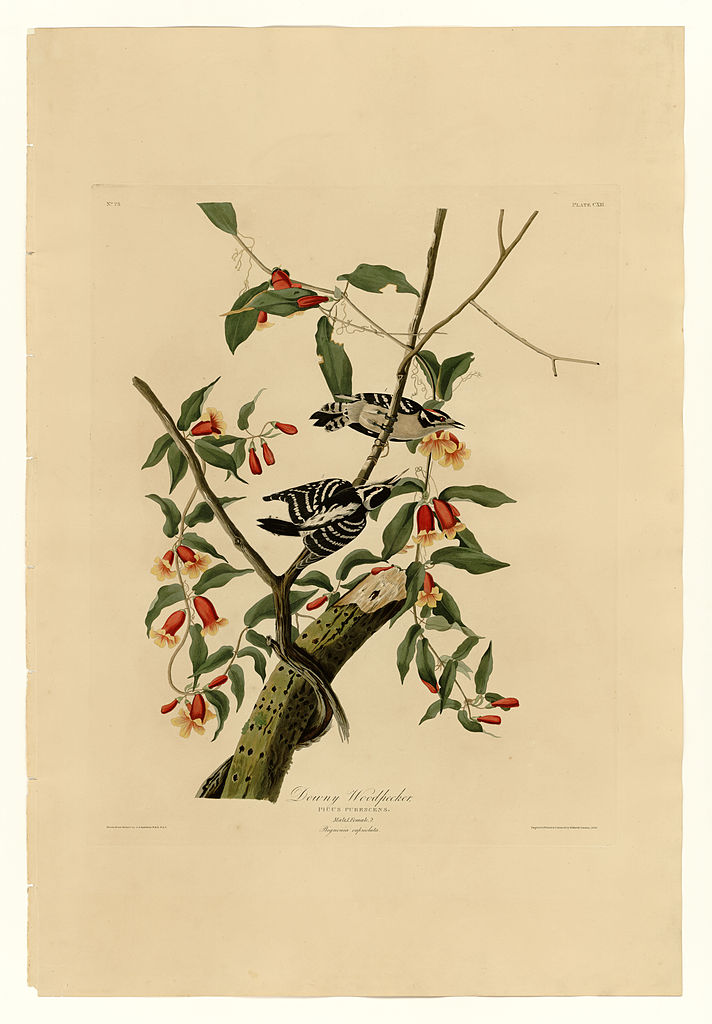Plate 112 Downy Woodpecker – John James Audubon Tablo