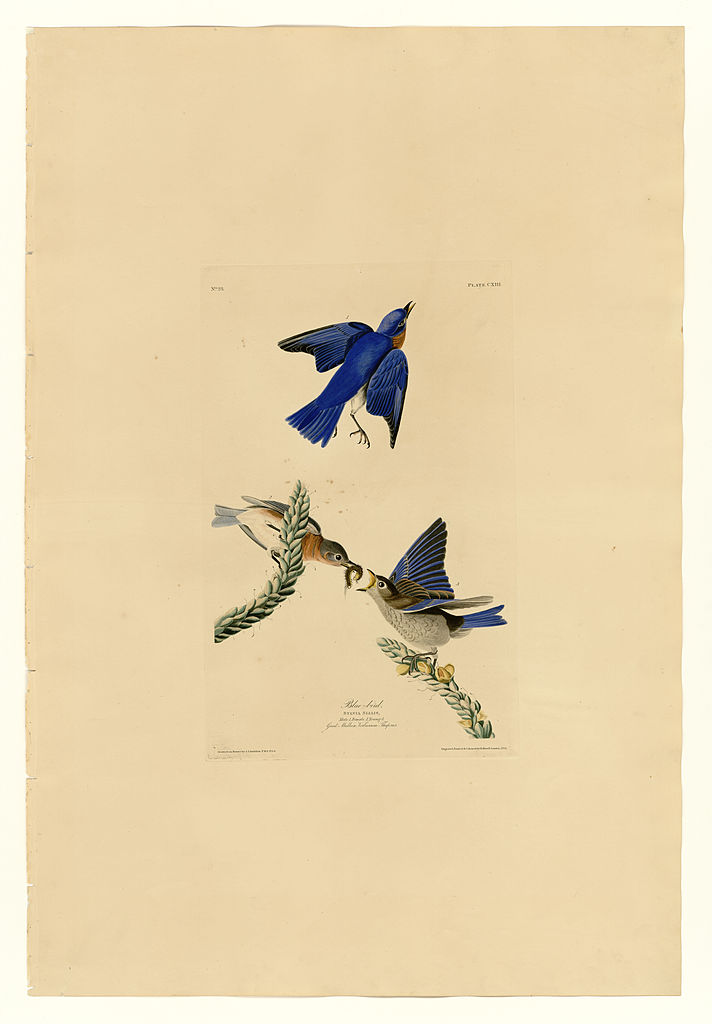 Plate 113 Blue bird – John James Audubon Tablo