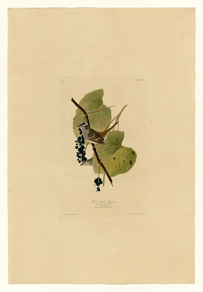 Plate 114 White crowned Sparrow John James Audubon tablo - Dekolata