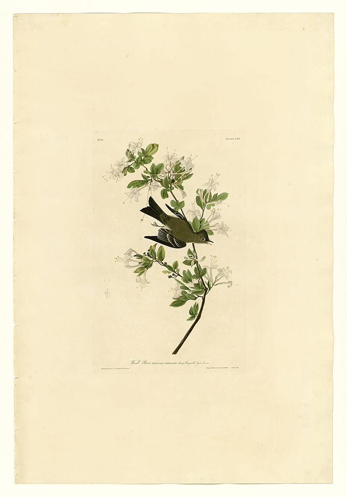 Plate 115 Wood Pewee – John James Audubon Tablo