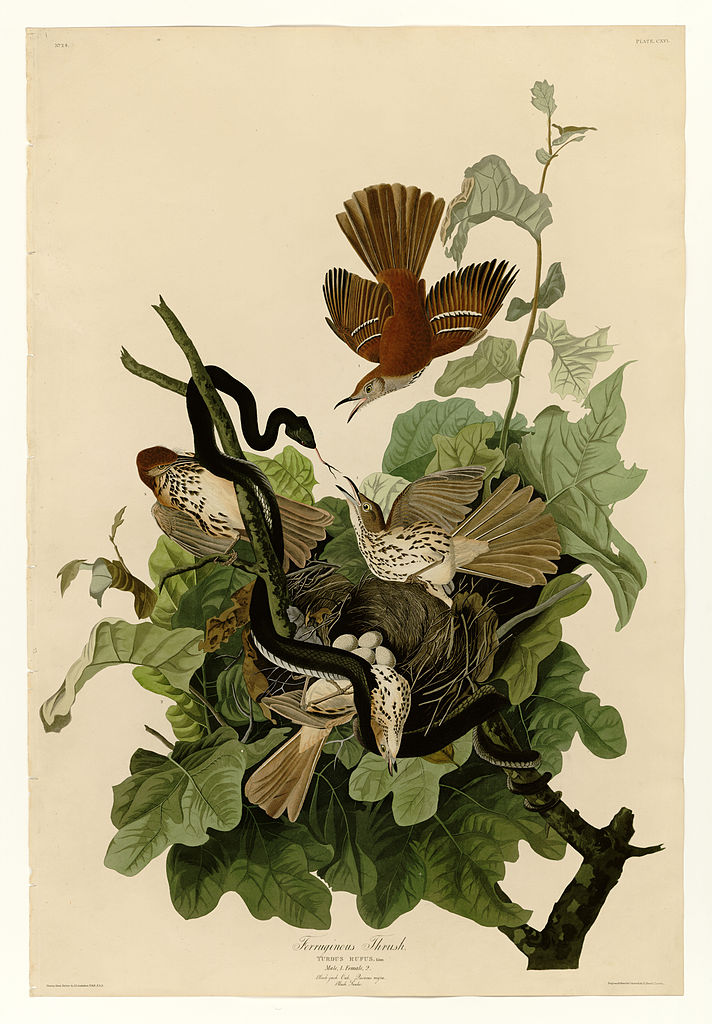 Plate 116 Ferruginous Thrush John James Audubon tablo - Dekolata