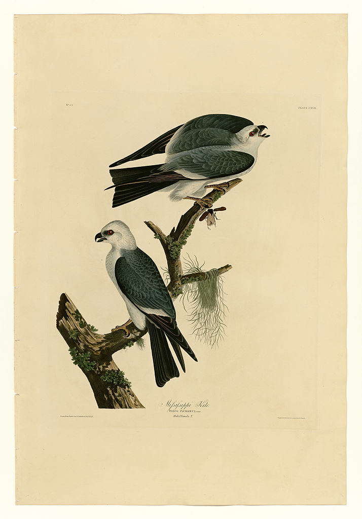 Plate 117 Mississippi Kite – John James Audubon Tablo