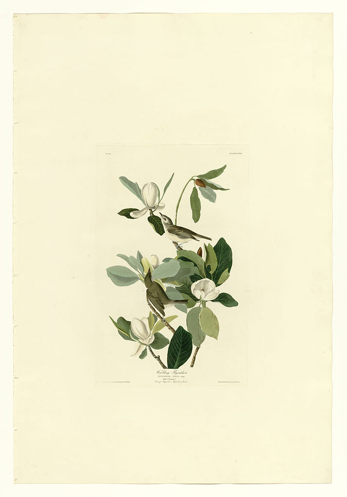 Plate 118 Warbling Flycatcher John James Audubon tablo - Dekolata