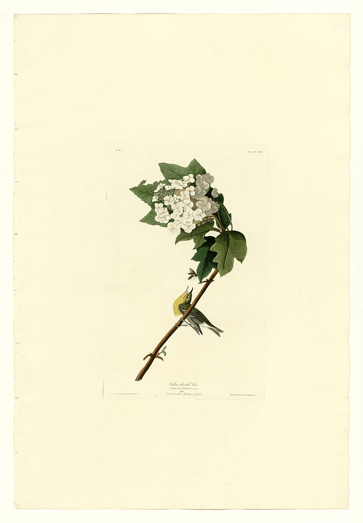 Plate 119 Yellow throated Vireo John James Audubon tablo - Dekolata