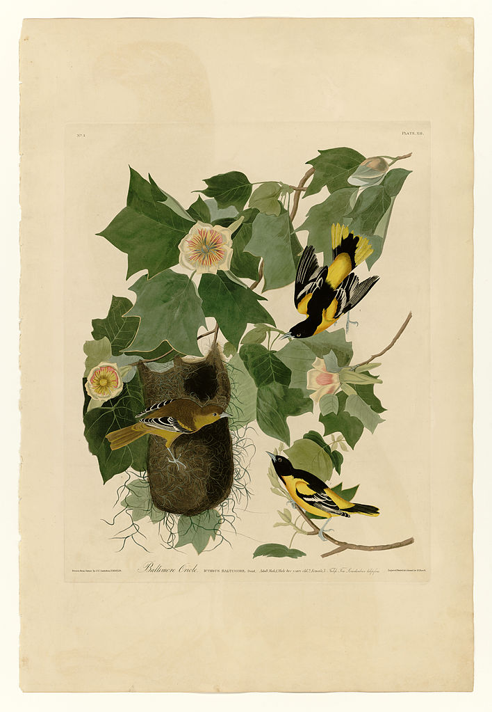 Plate 12. Baltimore Oriole John James Audubon tablo - Dekolata