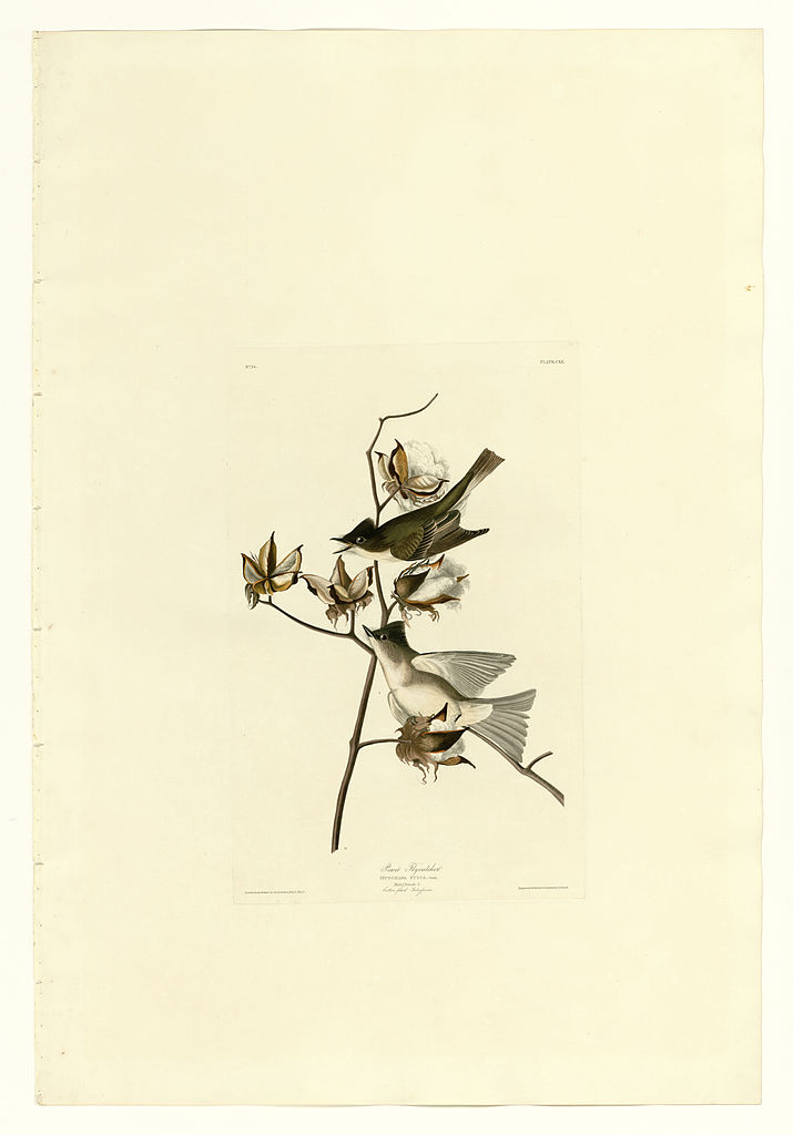 Plate 120 Pewit Flycatcher John James Audubon tablo - Dekolata
