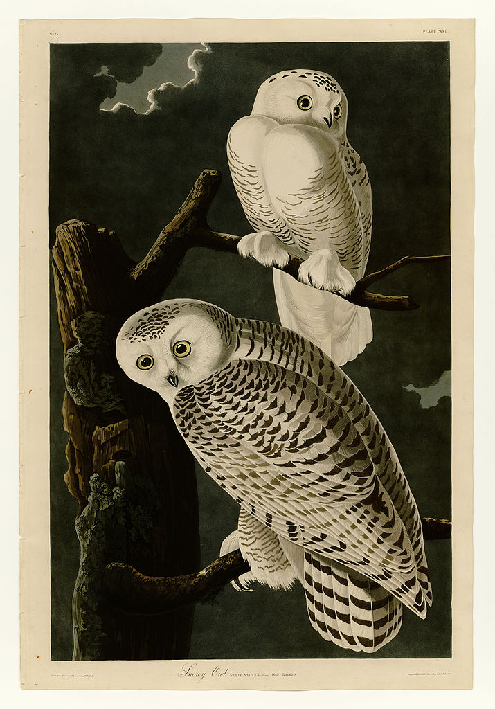 Plate 121 Snowy Owl John James Audubon tablo - Dekolata