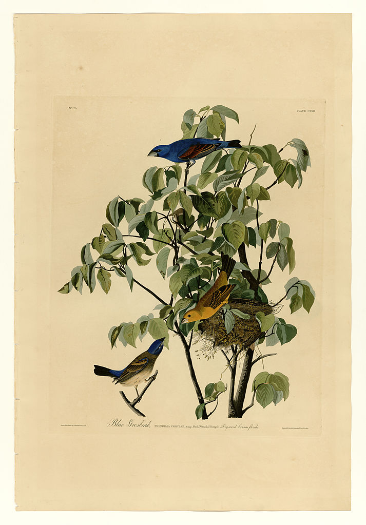 Plate 122 Blue Grosbeak John James Audubon tablo - Dekolata