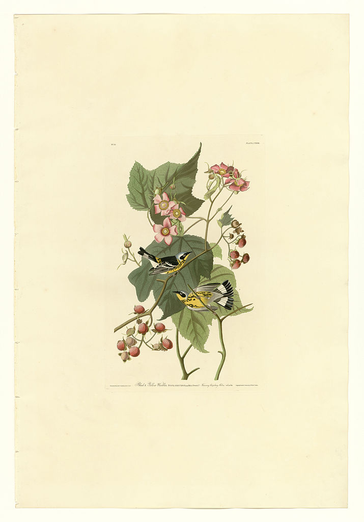 Plate 123 Black & Yellow Warblers John James Audubon tablo - Dekolata